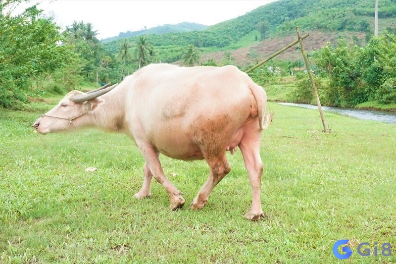 Mơ thấy con trâu trắng báo hiệu giấc mơ tốt lành Mơ thấy con trâu trắng báo hiệu giấc mơ tốt lành