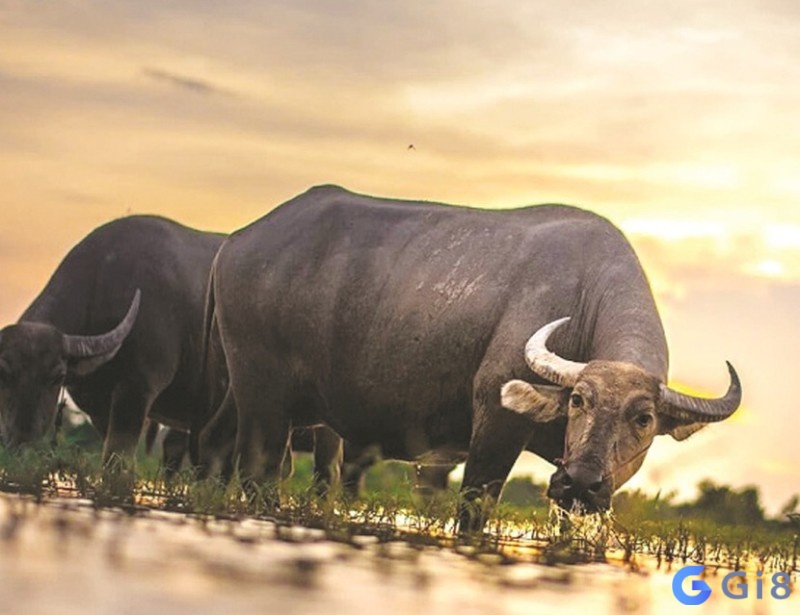 Mơ thấy con trâu đánh con đề gì để có cơ hội trúng lô đề Mơ thấy con trâu đánh con đề gì để có cơ hội trúng lô đề