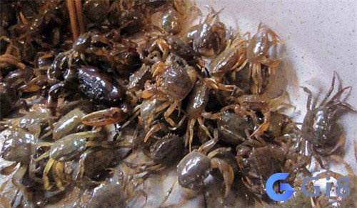 Chiêm bao thấy nhiều cua đồng là dấu hiệu sắp tới sẽ có khó khăn tới tấp Chiêm bao thấy nhiều cua đồng là dấu hiệu sắp tới sẽ có khó khăn tới tấp