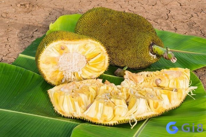 Mơ thấy mít trong giấc mơ mà không ăn bạn đang bỏ lỡ những cơ hội tốt đẹp xung quanh Mơ thấy mít trong giấc mơ mà không ăn bạn đang bỏ lỡ những cơ hội tốt đẹp xung quanh
