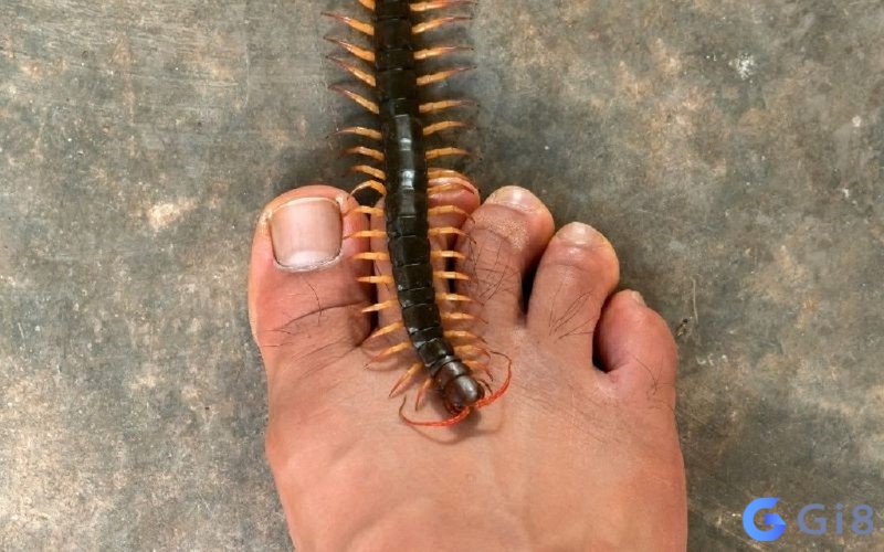 Muốn phân tích xem nằm mơ thấy rết cắn đánh số gì thì cần nhiều dữ liệu chi tiết Nằm mơ thấy rết cắn đánh số gì - tìm hiểu tùy theo số lượng rết và vị trí bạn bị cắn nhé