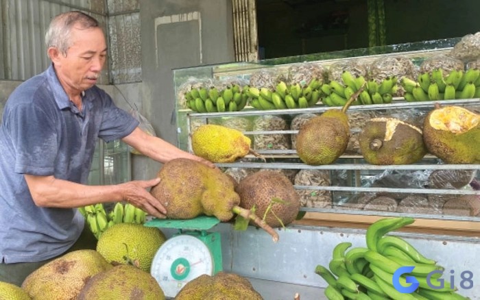 Mơ ăn mít chín khi đi du lịch cho thấy bạn đang hoặc sẽ có cơ hội trải nghiệm những điều mới mẻ Mơ ăn mít chín khi đi du lịch cho thấy bạn đang hoặc sẽ có cơ hội trải nghiệm những điều mới mẻ