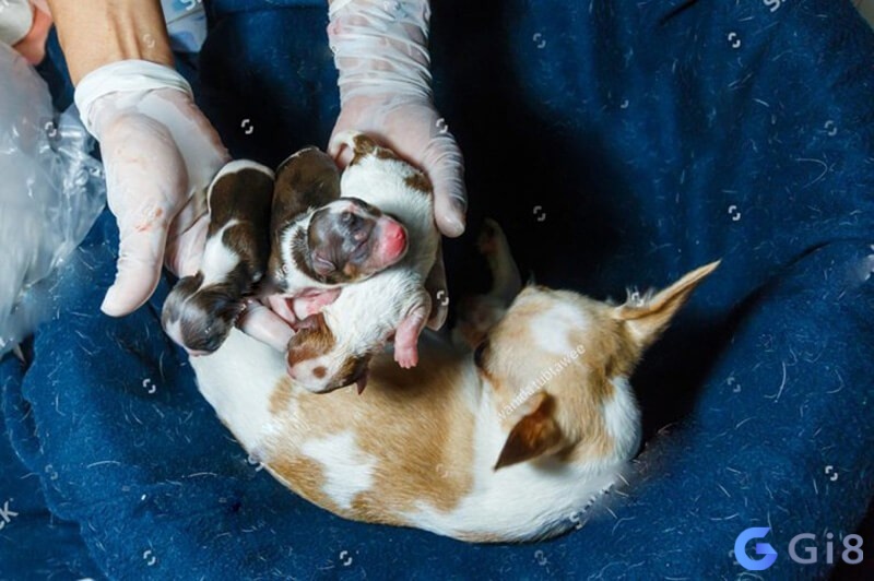 Mơ thấy mình giúp chó đẻ phản ánh tính cách nhân ái và lòng tốt của bạn Mơ thấy mình giúp chó đẻ phản ánh tính cách nhân ái và lòng tốt của bạn