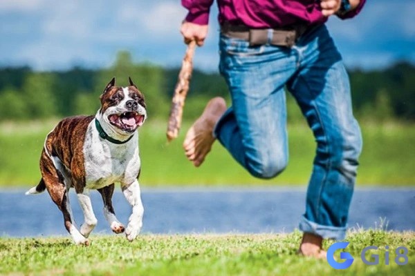 Mơ thấy chó đuổi và sủa lớn thể hiện rằng bạn đang bị áp lực từ những lời phê bình Mơ thấy chó đuổi và sủa lớn thể hiện rằng bạn đang bị áp lực từ những lời phê bình