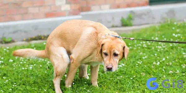 Thấy chó ỉa trong mơ có các tình huống và con số dự đoán khác nhau tương ứng Thấy chó ỉa trong mơ có các tình huống và con số dự đoán khác nhau tương ứng
