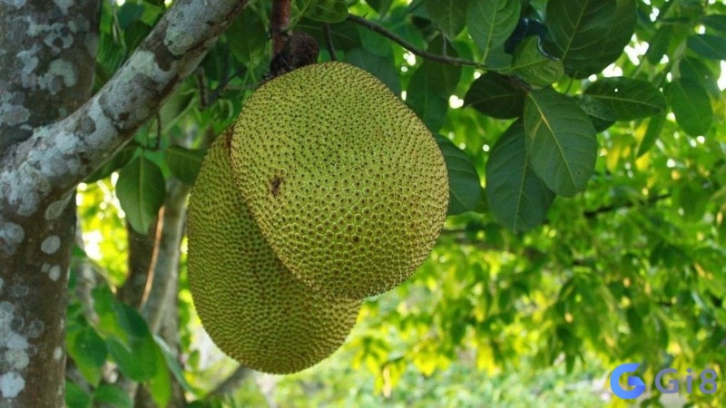 Ngược với giấc mơ thấy quả mít chín khi bạn mơ thấy mít xanh đa phân là điềm khó khăn Ngược với giấc mơ thấy mít chín khi bạn mơ thấy mít xanh đa phân là điềm khó khăn
