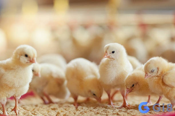 Mơ thấy nhiều gà con đang ăn chỉ ra rằng bạn đang hoặc sẽ nhận được sự hỗ trợ từ những người xung quanh Mơ thấy nhiều gà con đang ăn chỉ ra rằng bạn đang hoặc sẽ nhận được sự hỗ trợ từ những người xung quanh