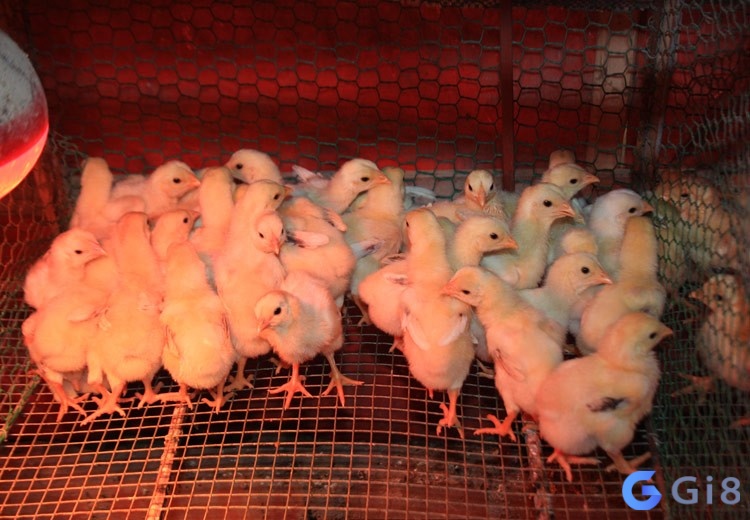 Mơ nhiều gà con trong chuồng ám chỉ rằng bạn đang cảm thấy bị giới hạn hoặc gò bó Mơ nhiều gà con trong chuồng ám chỉ rằng bạn đang cảm thấy bị giới hạn hoặc gò bó