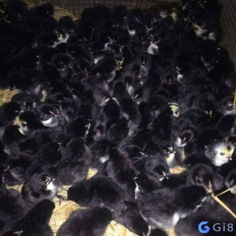 Mơ thấy nhiều gà con màu đen sắp tới có nhiều thử thách bạn sẽ phải đối mặt Mơ thấy nhiều gà con màu đen sắp tới có nhiều thử thách bạn sẽ phải đối mặt