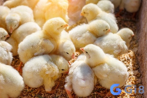 Mơ thấy nhiều gà con màu vàng là điềm báo của sự thịnh vượng Mơ thấy nhiều gà con màu vàng là điềm báo của sự thịnh vượng