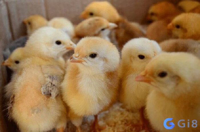 Mơ thấy nhiều gà con mang lại nhiều con số tài lộc Mơ thấy nhiều gà con mang lại nhiều con số tài lộc