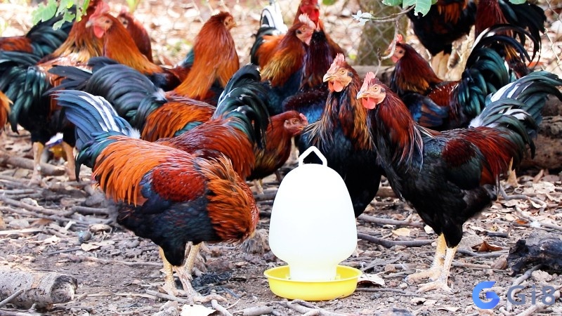 Thấy nhiều con gà trống là báo hiệu tốt đẹp Ngủ mơ thấy nhiều gà trống mang lại những điềm tốt đẹp