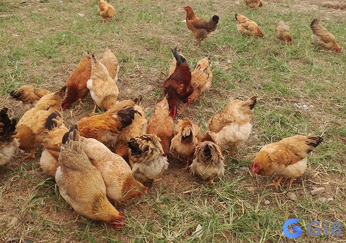 Chiêm bao thấy nhiều gà mái với đàn ông đã lập gia đình là điềm không mấy tích cực Chiêm bao thấy nhiều gà mái với đàn ông đã lập gia đình là điềm không mấy tích cực