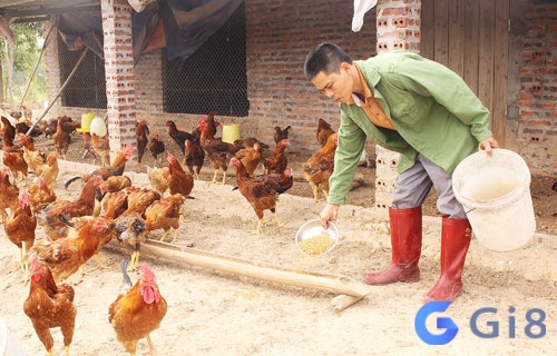 Mơ thấy nhiều gà đang ăn cảnh báo có những kẻ xấu đang có ý định hãm hại bạn Mơ thấy nhiều gà đang ăn cảnh báo có những kẻ xấu đang có ý định hãm hại bạn