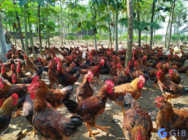 Chiêm bao thấy nhiều gà mang lại các điềm báo khác nhau Chiêm bao thấy nhiều gà mang lại các điềm báo khác nhau