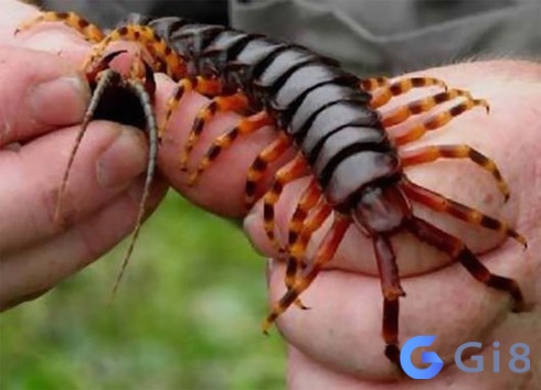 Mơ thấy rết cắn người quen thể hiện sự ám ảnh mâu thuẫn của bạn và người đó Mơ thấy rết cắn người quen thể hiện sự ám ảnh mâu thuẫn của bạn và người đó