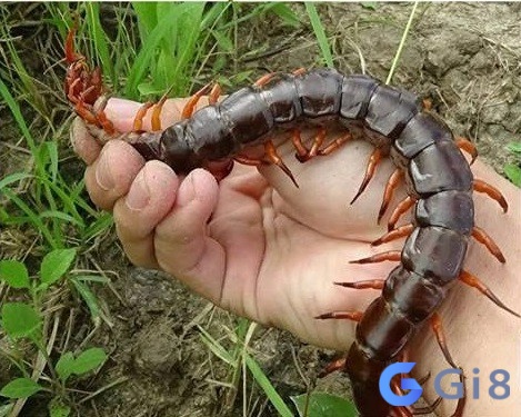Mơ thấy rết cắn thường mang đến những điềm báo không mấy tích cực Mơ thấy rết cắn thường mang đến những điềm báo không mấy tích cực