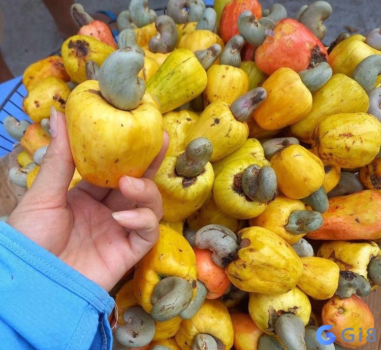 Mơ hái trái điều chín mang ý nghĩa rằng bạn đang trong quá trình thu hoạch thành quả Mơ hái trái điều chín mang ý nghĩa rằng bạn đang trong quá trình thu hoạch thành quả