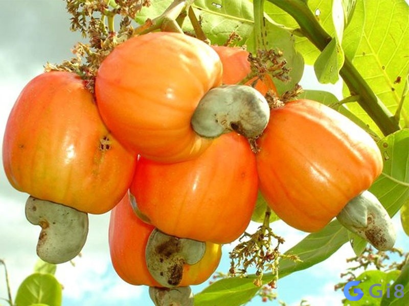Mơ thấy trái điều chín trong vườn tượng trưng cho sự phát triển và thịnh vượng Mơ thấy trái điều chín trong vườn tượng trưng cho sự phát triển và thịnh vượng