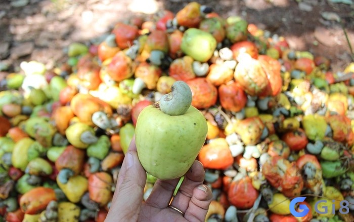 Mơ thấy cho người khác trái điều chín tượng trưng cho sự chia sẻ và rộng lượng trong mối quan hệ của bạn Mơ thấy cho người khác trái điều chín tượng trưng cho sự chia sẻ và rộng lượng trong mối quan hệ của bạn