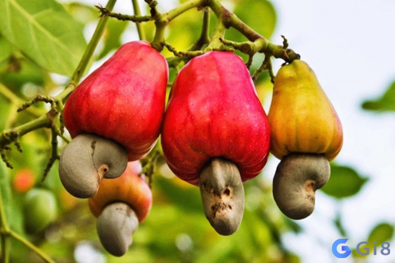 Mơ thấy trái điều chín nhiều trên cây là dấu hiệu của một tương lai tốt đẹp Mơ thấy trái điều chín nhiều trên cây là dấu hiệu của một tương lai tốt đẹp