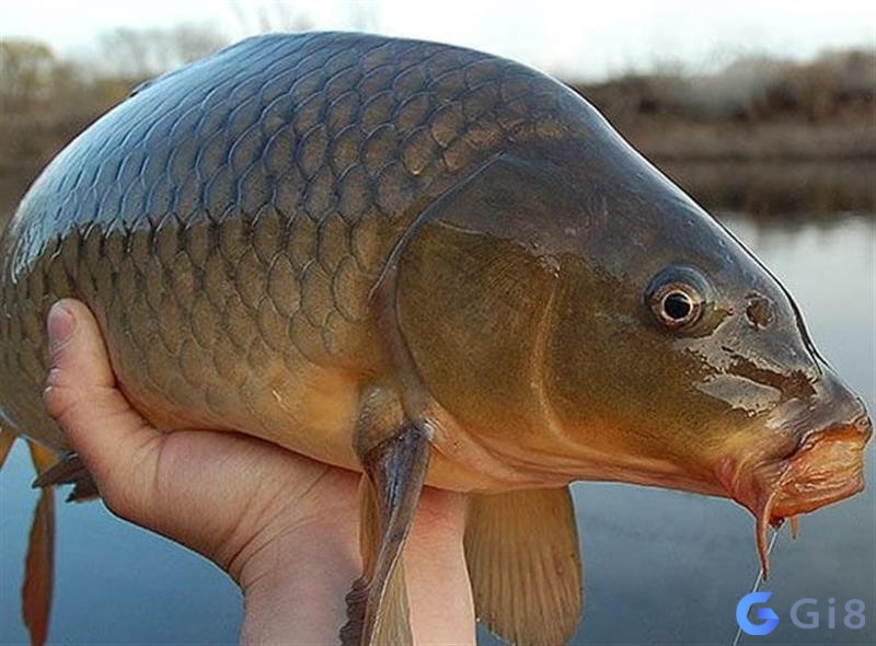 Mơ cá to nhảy lên bờ báo hiệu bạn đang ở trong giai đoạn chuyển mình Mơ cá to nhảy lên bờ báo hiệu bạn đang ở trong giai đoạn chuyển mình