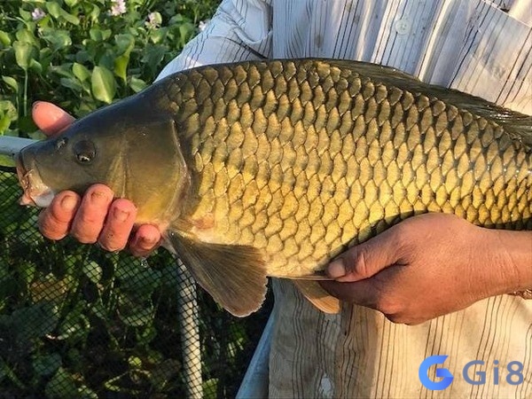 Khám phá con đề thú vị liên quan đến giấc mơ về cá to nhé! Khám phá con đề thú vị liên quan đến giấc mơ về cá to nhé!