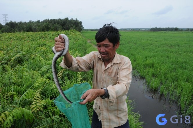 Mơ thấy bắt rắn đánh con gì còn dựa trên trải nghiệm trong mơ Mơ thấy bắt rắn đánh con gì còn dựa trên trải nghiệm trong mơ