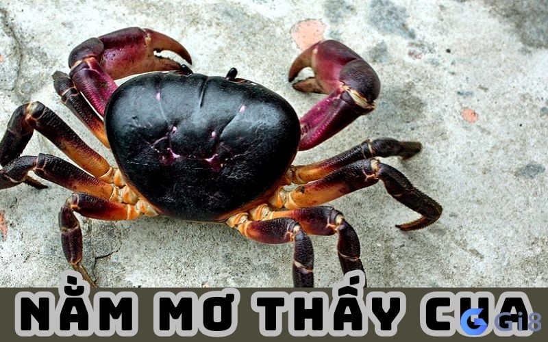 Mơ thấy cua đánh số mấy còn tùy theo trải nghiệm mơ của bạn Mơ thấy cua đánh số mấy còn tùy theo trải nghiệm mơ của bạn