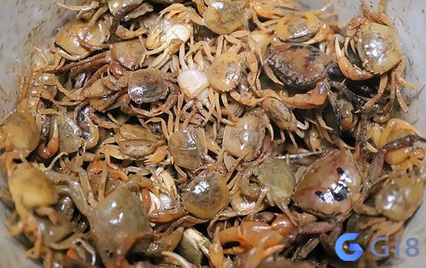 Mơ thấy cua được chuyên gia Gi88 giải mã theo bối cảnh Mơ thấy cua được chuyên gia Gi88 giải mã theo bối cảnh