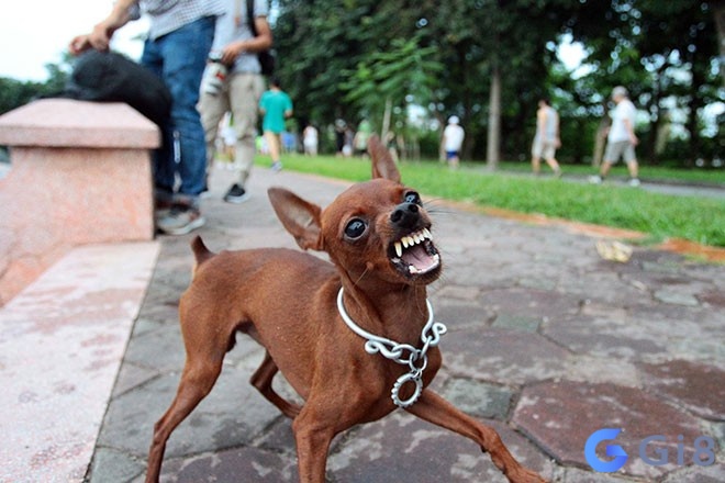Mơ thấy chó cắn có dự báo được luận giải theo trải nghiệm Điềm báo khi ngủ mơ thấy chó cắn được giải mã theo bối cảnh
