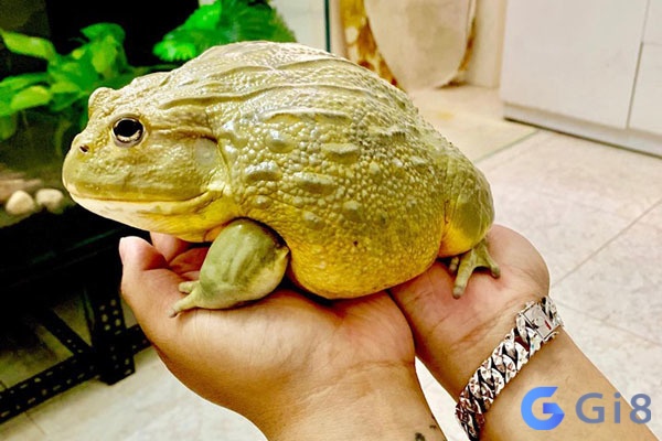 Thông qua chiêm bao để đoán được tương lai Thông qua chiêm bao để đoán được tương lai