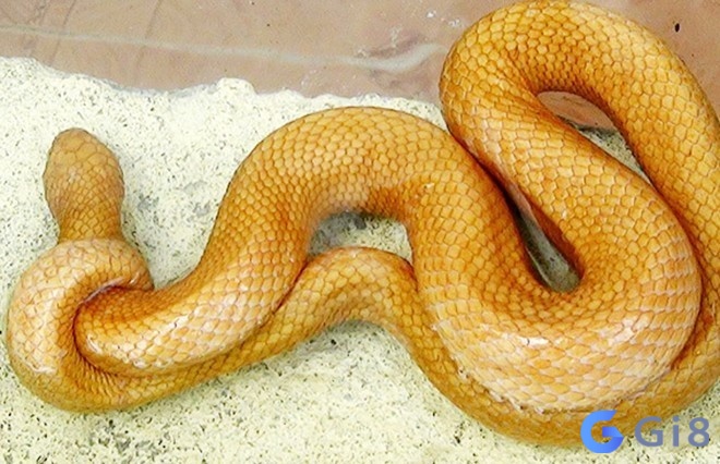 Nằm mơ thấy rắn vàng mang tới dự báo trong tương lai gia chủ Nằm mơ thấy rắn vàng mang tới dự báo trong tương lai gia chủ