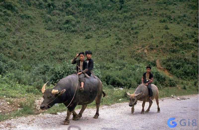 Mơ thấy cưỡi trâu có nghĩa là bạn đang trên con đường thành công Mơ thấy cưỡi trâu có nghĩa là bạn đang trên con đường thành công