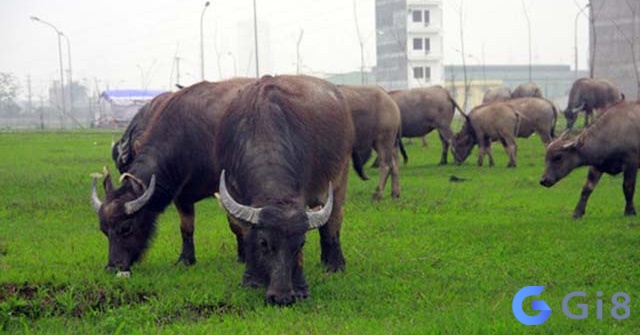 Mơ thấy đàn trâu gặm cỏ báo hiệu sự sung túc trong cuộc sống Mơ thấy đàn trâu gặm cỏ báo hiệu sự sung túc và ổn định trong cuộc sống