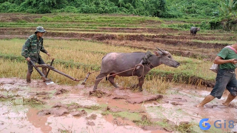Mơ thấy dắt trâu đi cày báo hiệu sự nghiệp của bạn sẽ tiến triển thuận lợi Mơ thấy dắt trâu đi cày báo hiệu sự nghiệp của bạn sẽ tiến triển thuận lợi
