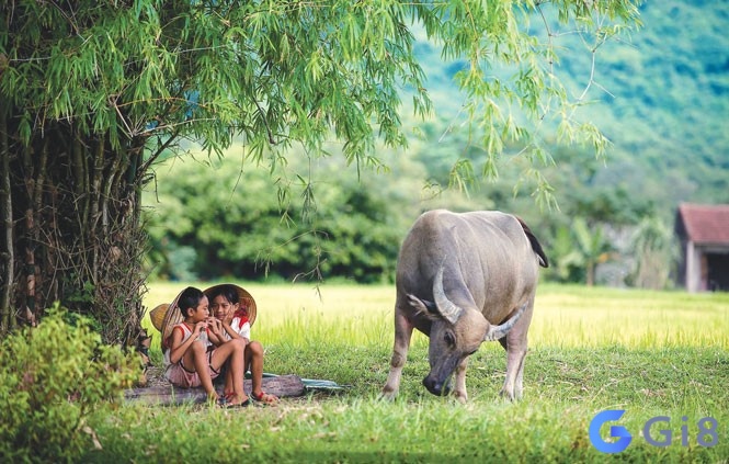 Mơ thấy con trâu đánh số gì là thông tin được nhiều anh em tìm kiếm Mơ thấy con trâu đánh số gì là thông tin được nhiều anh em tìm kiếm