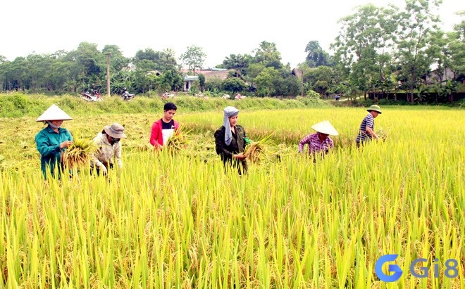 Mơ thấy hình ảnh người cắt lúa một mình, thể hiện sự độc lập và tự lực Mơ thấy hình ảnh người cắt lúa một mình, thể hiện sự độc lập và tự lực