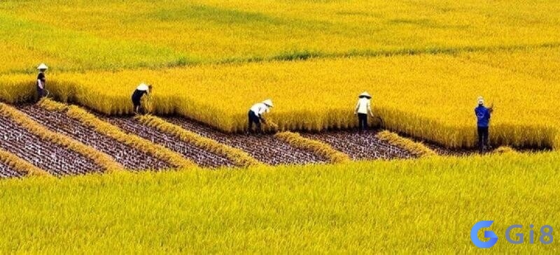 Mơ thấy hình ảnh thu hoạch lúa, phản ánh sự thành công và kết quả tích cực Mơ thấy hình ảnh thu hoạch lúa, phản ánh sự thành công và kết quả tích cực