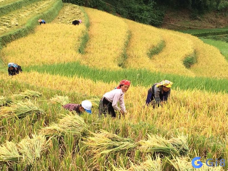 Bảng: Mơ thấy cắt lúa đánh lô gì Bảng: Mơ thấy cắt lúa đánh lô gì