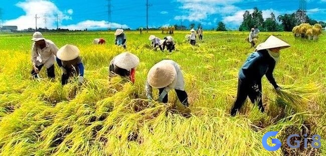 Cùng gi88 khám phá nằm mơ thấy cắt lúa đánh số gì thu hút tài lộc và may mắn Cùng gi88 khám phá nằm mơ thấy cắt lúa đánh số gì thu hút tài lộc và may mắn