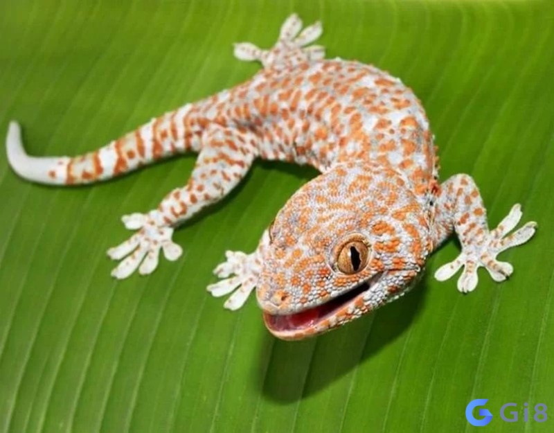 Tắc kè vào nhà và bắt đầu kêu Tắc kè vào nhà và bắt đầu kêu
