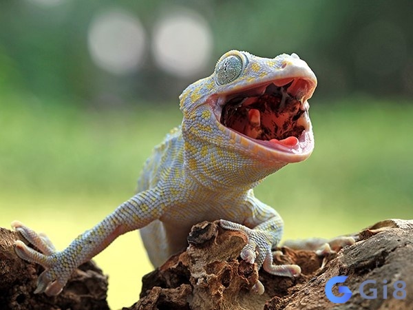 Tắc kè kêu đánh số mấy? Tắc kè kêu đánh số mấy?
