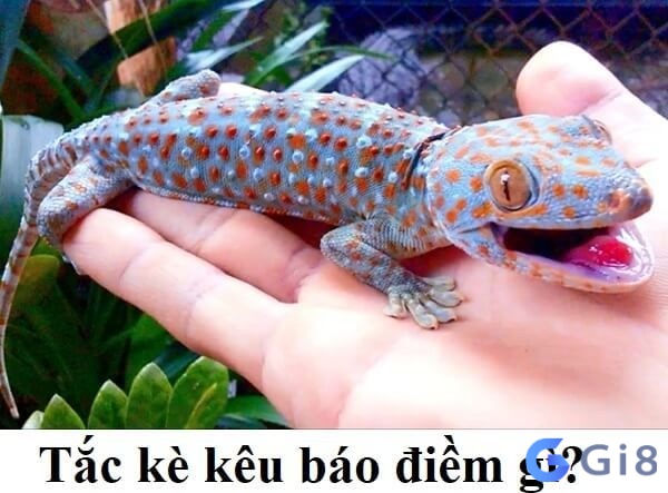 Cùng gi88 tìm hiểu tắc kè kêu đánh số mấy và có điềm báo gì? Cùng gi88 tìm hiểu tắc kè kêu đánh số mấy và có điềm báo gì?