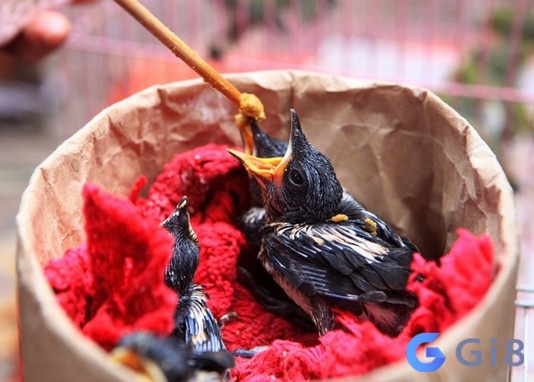 Giấc mơ về chim non báo hiệu rằng anh em sắp bước vào một khởi đầu mới Giấc mơ về chim non báo hiệu rằng anh em sắp bước vào một khởi đầu mới