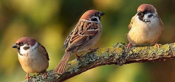 Giải mã giấc mơ thấy chim: Ý nghĩa và con số phát tài