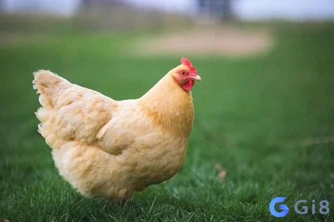 Bạn có thể phát tài khi mơ thấy gà xuất hiện Bạn có thể phát tài khi mơ thấy gà xuất hiện