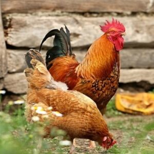 Giải mã giấc mơ thấy gà và con số may mắn tương ứng