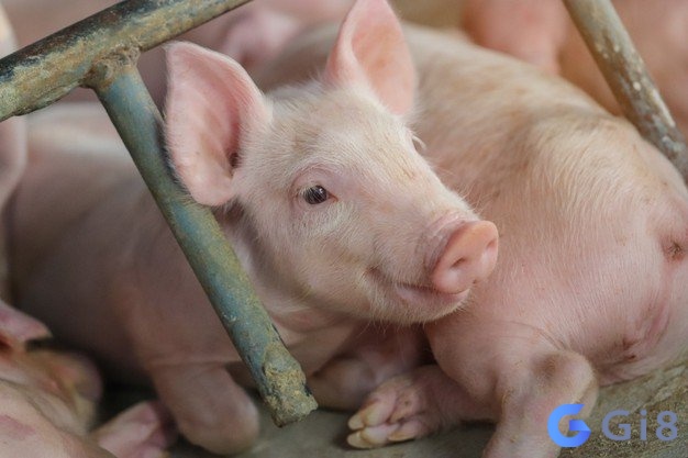 Điềm báo lành dữ tùy thuộc theo từng chi tiết mơ Điềm báo lành dữ tùy thuộc theo từng chi tiết mơ