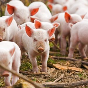 Giải mã giấc mơ thấy heo đánh số mấy? Điềm báo gì?